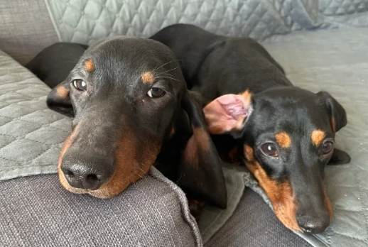 犬種分類 犬種分類