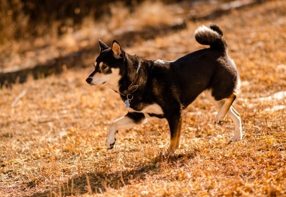 柴犬毛色遺傳 柴犬毛色遺傳