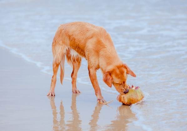 狗椰子水好處 狗椰子水好處