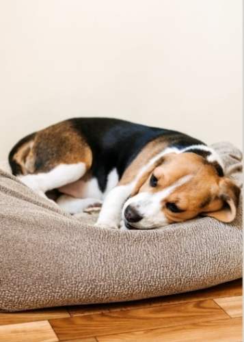 狗狗呼吸道問題