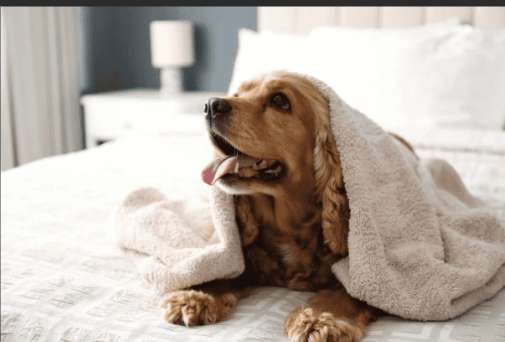 狗狗焦慮行為 狗狗焦慮行為