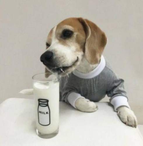 羊奶對狗的好處