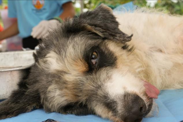 公狗絕育後照顧