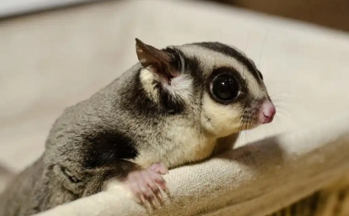 蜜袋鼯放養完全指南：安全措施、風險管理與實用技巧