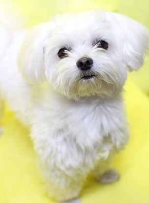 白色犬種推薦 白色犬種推薦