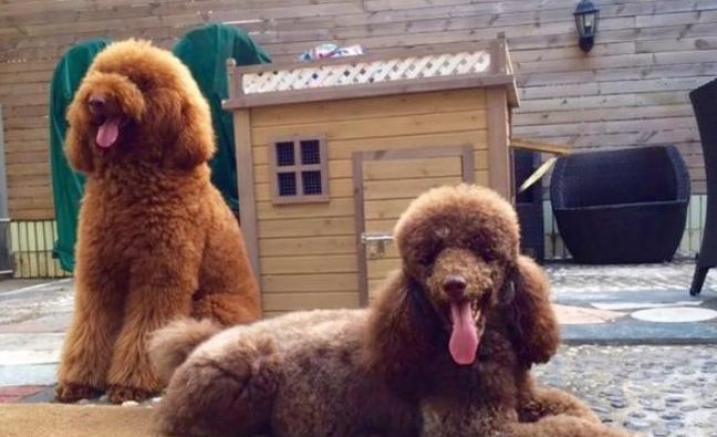 巨型貴婦狗飼養 巨型貴婦狗飼養