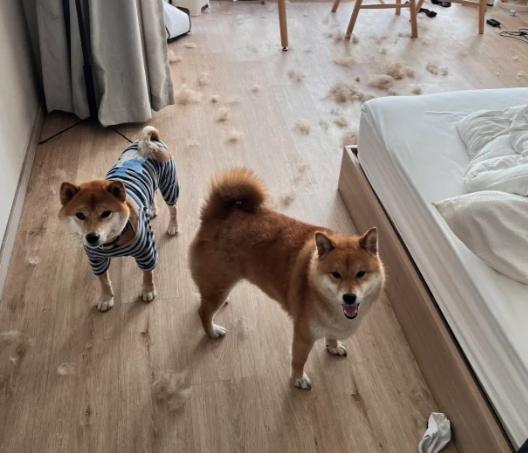 柴犬疾病預防 柴犬疾病預防