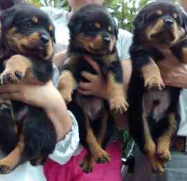 羅威納幼犬飼養