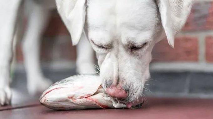 狗狗飲食海帶 狗狗飲食海帶
