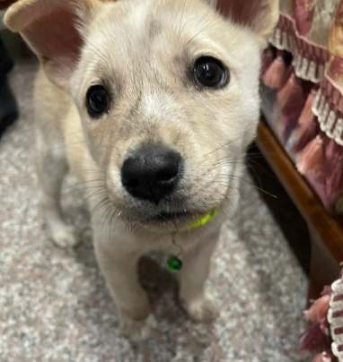 狗叫噪音處理 狗叫噪音處理