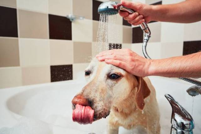 狗洗頭注意事項