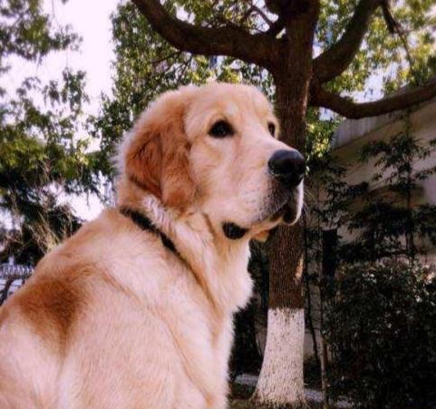 狗狗没精神原因