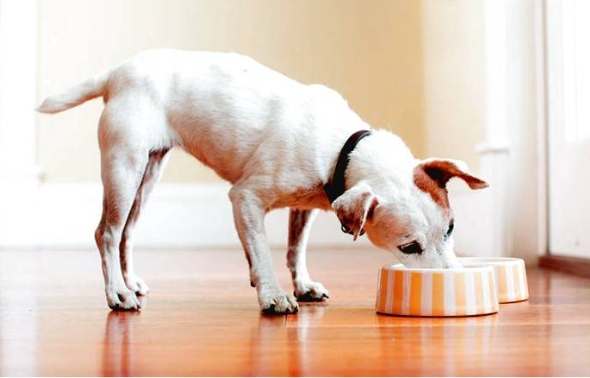 狗狗食慾不振