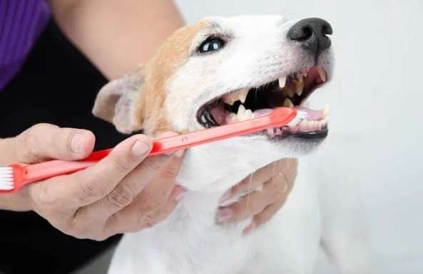 狗狗洗牙價格 狗狗洗牙價格