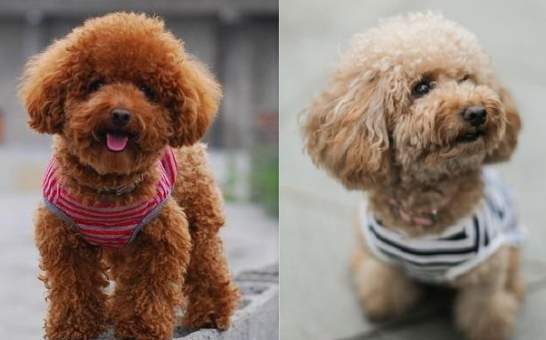 貴賓狗顏色遺傳 貴賓狗顏色遺傳