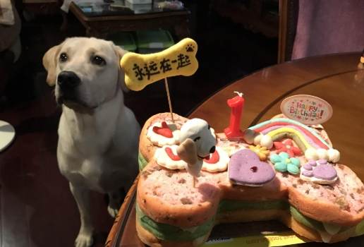 狗誤食巧克力急救 狗誤食巧克力急救