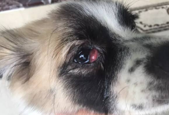 寵物眼睛健康 寵物眼睛健康