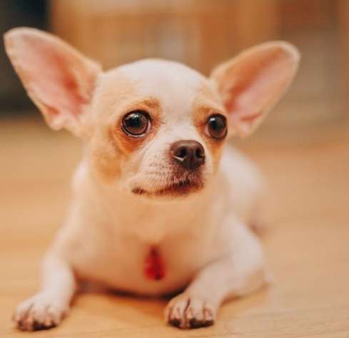 如何延長吉娃娃壽命 如何延長吉娃娃壽命