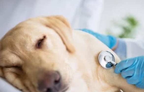 狗狗肺腺癌診斷