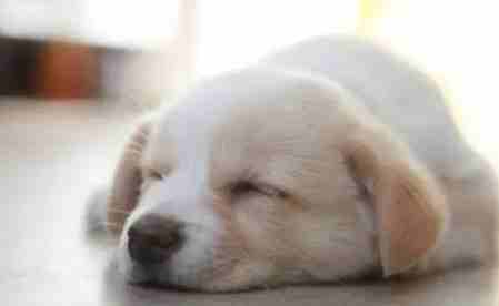 幼犬感冒照護方法