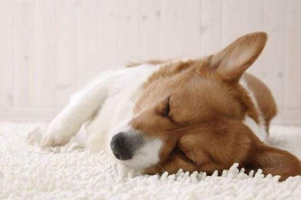 小狗睡眠時間 小狗睡眠時間