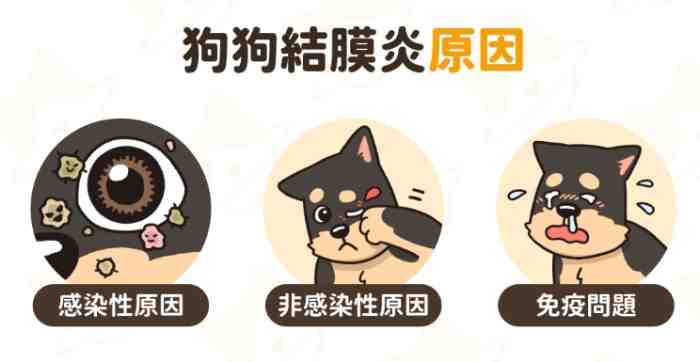 狗狗眼睛紅腫 狗狗眼睛紅腫