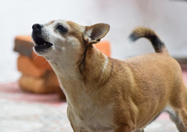 狗狗吠叫原因 狗狗吠叫原因