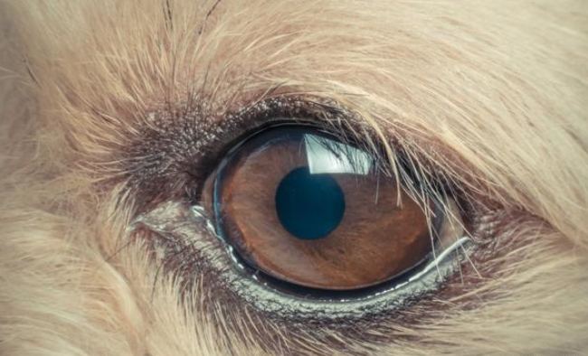 狗狗眼睛紅原因