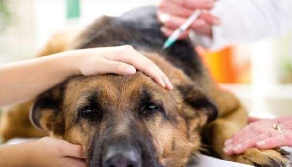 狗疫苗接種時間 狗疫苗接種時間