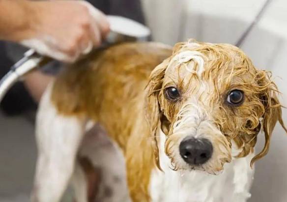 狗狗生病洗澡注意事項 狗狗生病洗澡注意事項