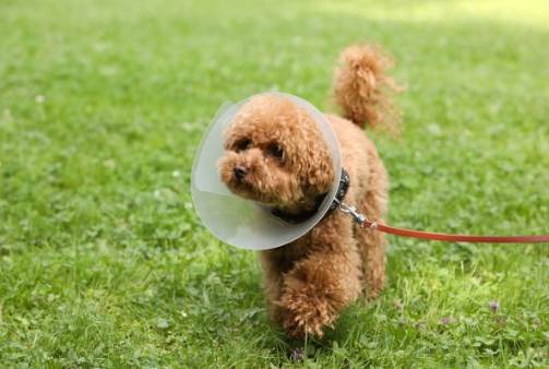 狗狗頭套喝水困難