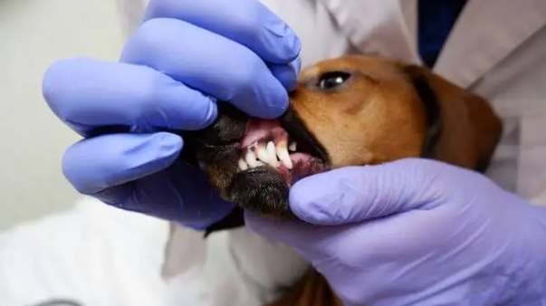 寵物麻醉洗牙風險 寵物麻醉洗牙風險