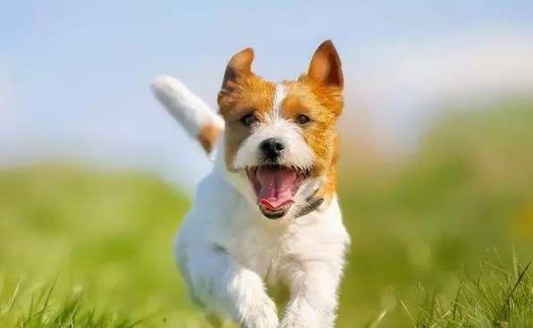 狗狗分離焦慮 狗狗分離焦慮