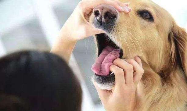 狗口腔疾病