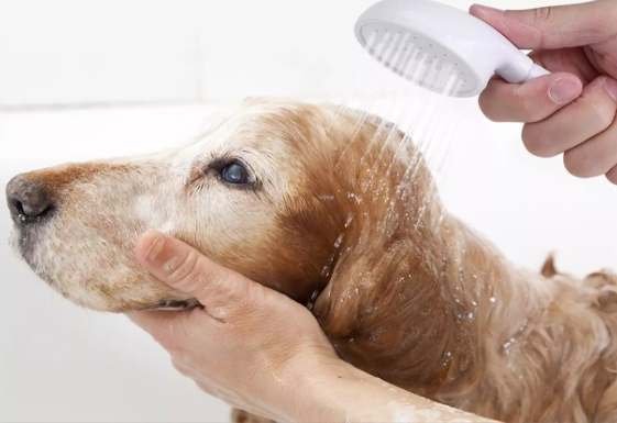 狗狗洗頭技巧