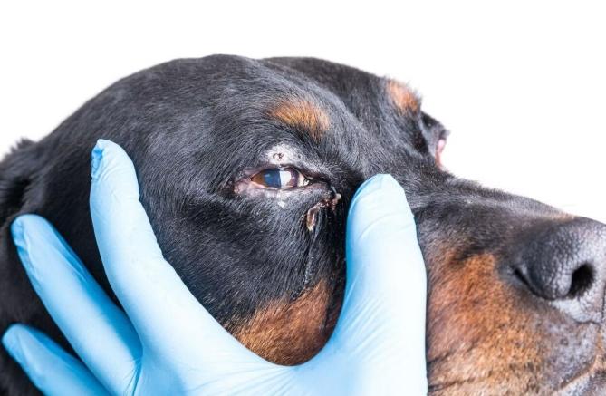 狗眼睛脫毛原因