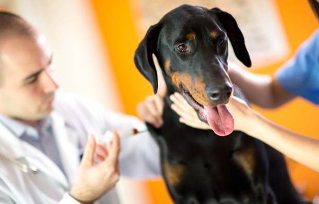 寵物胸部硬塊檢查