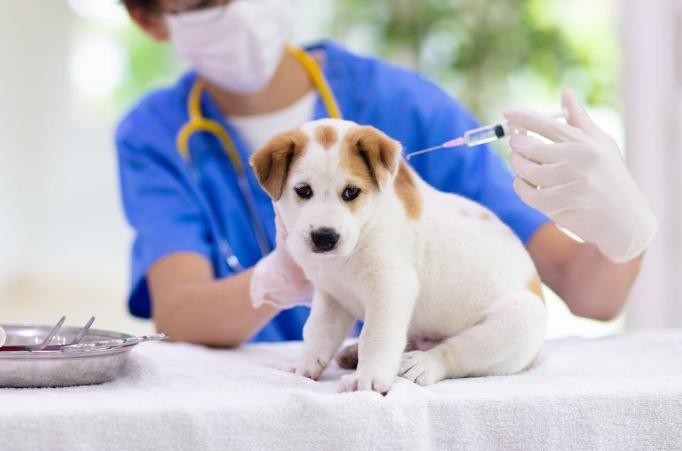 幼犬疫苗時間表