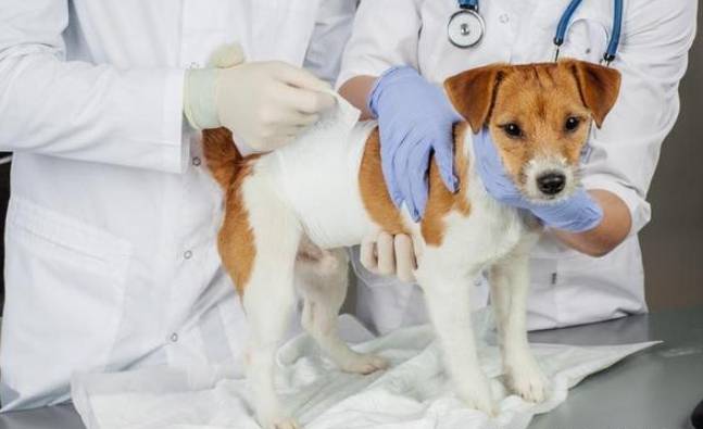 結紮後照顧指南