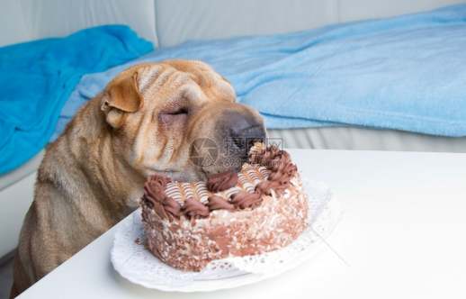 巧克力對狗的毒性 巧克力對狗的毒性