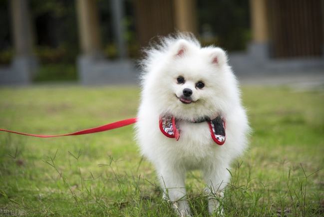 狗狗每日陪伴時間 狗狗每日陪伴時間