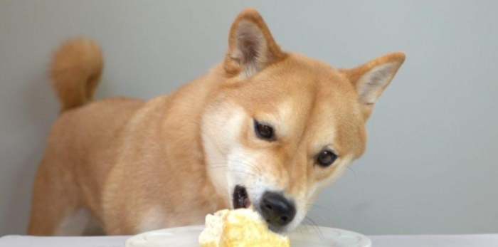 狗狗吃豆腐 狗狗吃豆腐