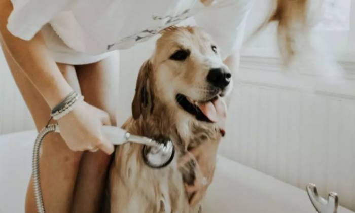 狗洗澡費用 狗洗澡費用