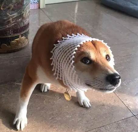 狗狗頭套適應方法 狗狗頭套適應方法