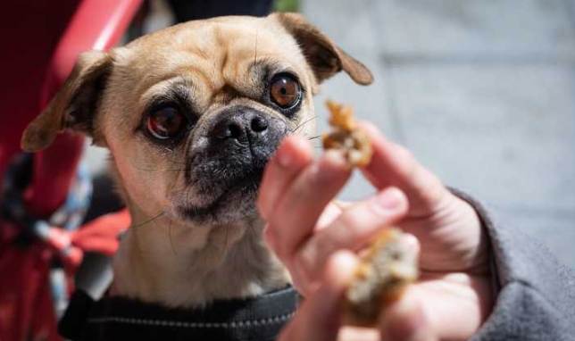 寵物急救措施 寵物急救措施