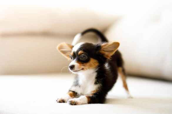 小型犬品種 小型犬品種