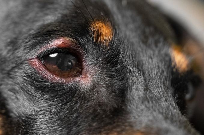 狗狗眼睛紅原因