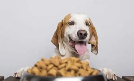 狗狗飲食禁忌 狗狗飲食禁忌