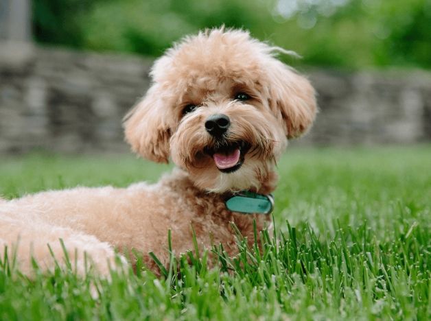 玩具貴賓體重管理 玩具貴賓體重管理