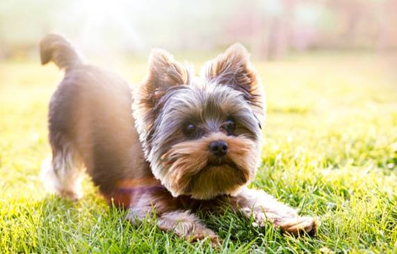 小型犬飼養 小型犬飼養
